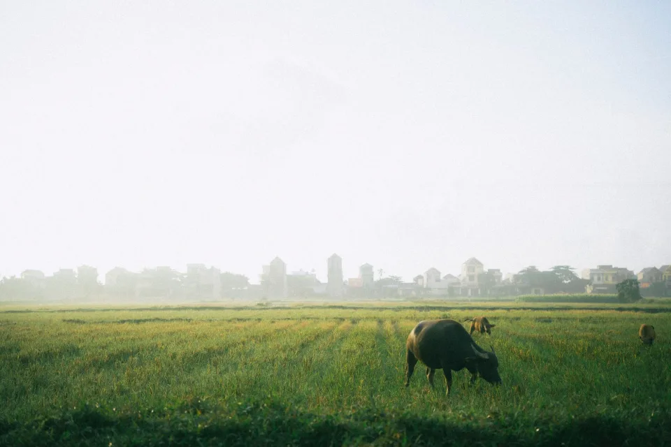 Hạt gạo trong thúng